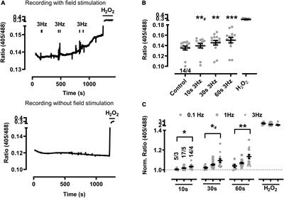 The RyR2-R2474S Mutation Sensitizes Cardiomyocytes and Hearts to Catecholaminergic Stress-Induced Oxidation of the Mitochondrial Glutathione Pool